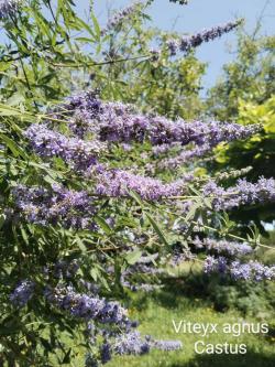 Sadnice - žbunaste vrste: Vitex agnus castus-drvo žalfija, konopljika