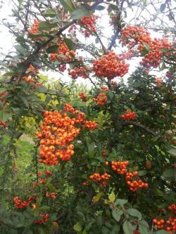 Sadnice - žbunaste vrste: Pyracantha cocinea-vatreni trn