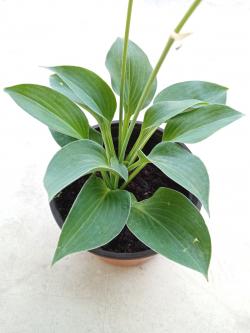 Perene: Hosta Baby Bunting