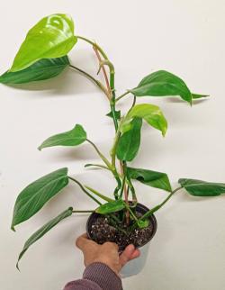 Sadnice - sobne biljke: Philodendron Emerald Green