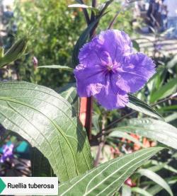 Perene: Ruellia tuberosa-meksička petunija