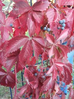 Sadnice - puzavice: Parthenocissus Quinquefolia-Petoprsta loza