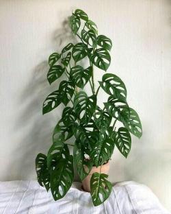 Sadnice - sobne biljke: Monstera adansonii Monkey leaf