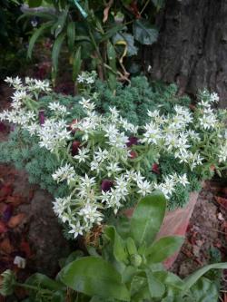 Perene: Sedum hispanicum