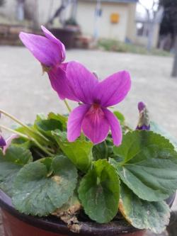 Perene: Viola odorata-ljubičica pink