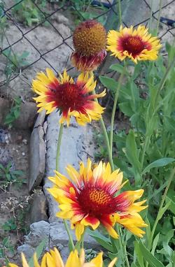 Perene: Gaillardia Aristata-sadnica