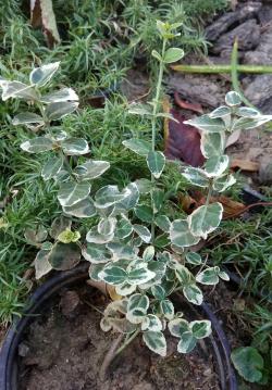 Sadnice - žbunaste vrste: Euonymus fortunei Silver Carpet