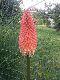 Perene: Kniphofia uvaria-tritoma