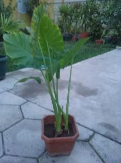 Sadnice - sobne biljke: Alocasia odora-Adam