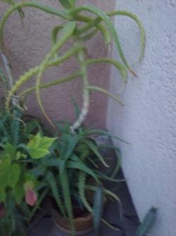 Sadnice - sobne biljke: Aloe Arborescens-Aloja