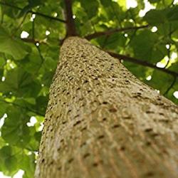 Seme drveća: Paulownia semena brzorastuceg drveta