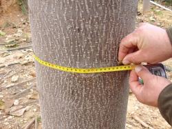 Seme drveća: Paulownia semena - upustvo- garancija
