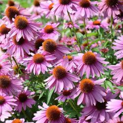 Seme cveća: Ehinacea purpurea širokolisna purpurna organsko seme domaće