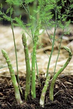 Seme povrća: Špargla šparoga asparagus domaće seme netretirano biologika