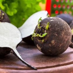 Seme povrća: Crna rotkva domaća organska permakultura biodinamika