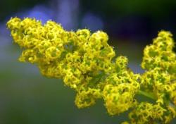 Začini i lekovito bilje: Ivanjsko cveće tinktura ekstrakt ivanjskog cveća biljne kapi