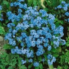 Perene: Myosotis-potočnica (spomenak)