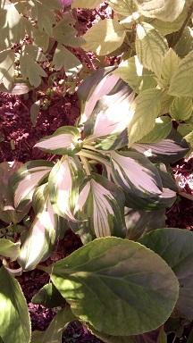 Perene: Hosta prošarana