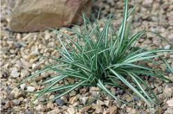 Trave: Carex variegata