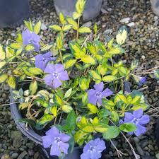 Perene: Vinca minor -  variegata