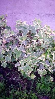 Sadnice - puzavice: Hedera helix-bršljan