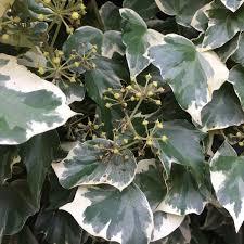 Sadnice - puzavice: Hedera helix- Glacier