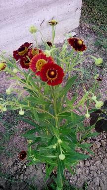 Rezano cveće: Helenium