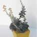 Kaktusi: sukulent Echeveria carnicolor, slika7