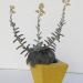 Kaktusi: sukulent Echeveria carnicolor, slika5