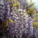 Sadnice - puzavice: Plava kiša - Wisteria sinensis 2 GOD., slika1