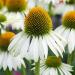 Perene: Ehinacea - Echinacea white swan 2 god, slika2