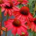 Seme cveća: Ehinacea - Echinacea Red Pearl SEME, slika3