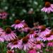 Perene: Ehinacea - Echinacea purpurea SADNICE 3 god., slika3