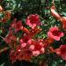 Sadnice - puzavice: Tekoma - Campsis radicans Flamenco 1.god, slika1