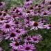 Perene: Ehinacea - Echinacea purpurea SADNICE 3 god., slika2