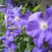 Sadnice - puzavice: Klematis - Clematis Jackmani, slika3