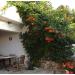 Sadnice - puzavice: Tekoma - Campsis radicans 1 god, slika2