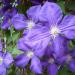 Sadnice - puzavice: Klematis - Clematis Jackmani, slika2