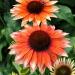 Perene: Ehinacea - Echinacea flamingo 2 god., slika2