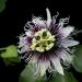 Sadnice - puzavice: Hristov venac - Passiflora edulis, slika1