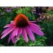 Perene: Ehinacea - Echinacea purpurea SADNICE 3 god., slika1