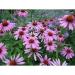 Seme cveća: Ehinacea - Echinacea purpurea - SEME, slika2