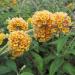 Sadnice - žbunaste vrste: Letnji jorgovan - Buddleja `Golden Glow` 3 GOD, slika1