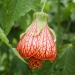 Sadnice - sobne biljke: Abutilon, slika2