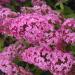 Sadnice - žbunaste vrste: Letnji jorgovan - Buddleja davidii Pink Delight 2 god, slika1