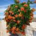 Sadnice - puzavice: Tekoma - Campsis radicans 3 god., slika1