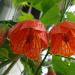 Sadnice - sobne biljke: Abutilon, slika1