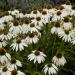 Perene: Ehinacea - Echinacea white swan BELA, slika2