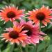 Perene: Ehinacea - Echinacea flamingo 2 god., slika3