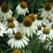 Perene: Ehinacea - Echinacea white swan BELA, slika1